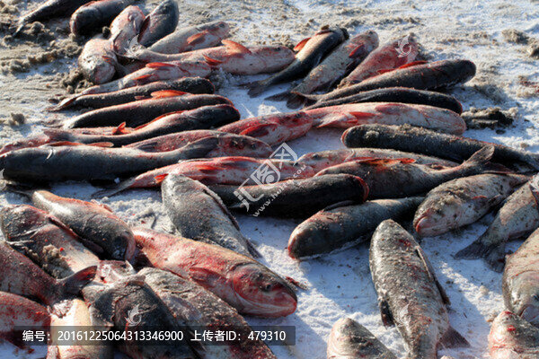冬捕,捕魚,打凍網(wǎng),淡水魚