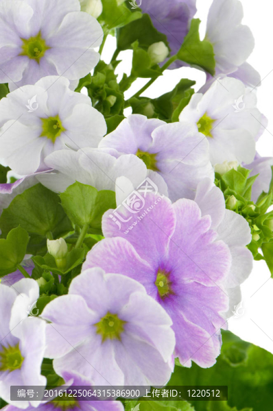 花淡紫色美麗