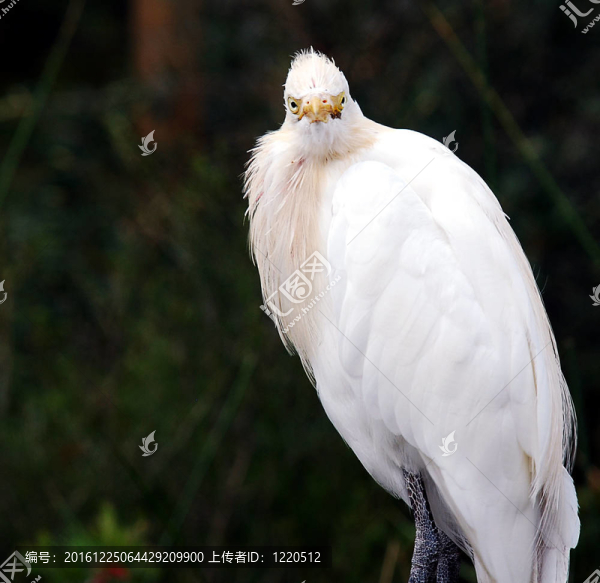 鳥