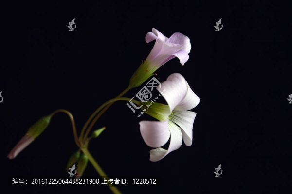 酢漿草的花