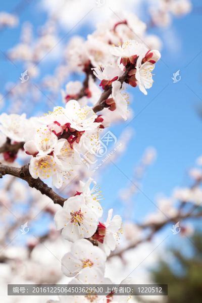 開(kāi)花枝