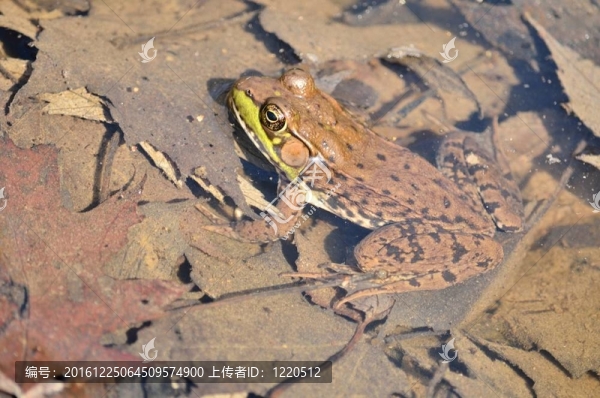 豹蛙