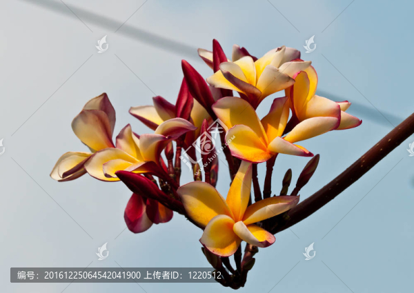 雞蛋花，雞蛋花；