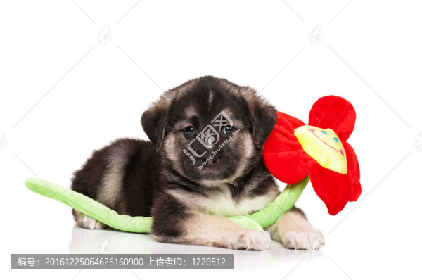 可愛的小狗