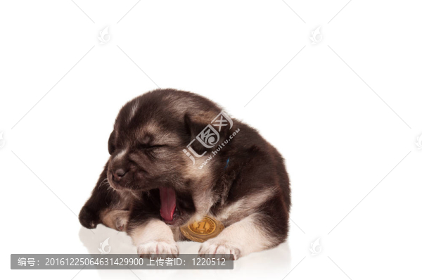 可愛的小狗