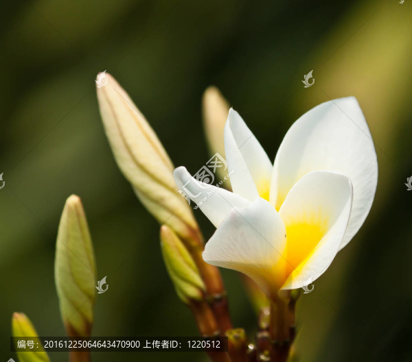 雞蛋花，雞蛋花；