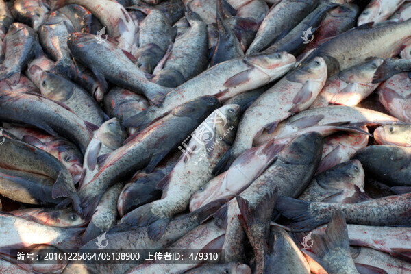 冬捕,捕魚,打凍網(wǎng),淡水魚