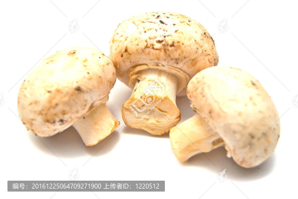 三鮮香菇