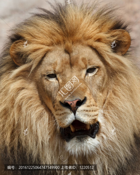 獅子