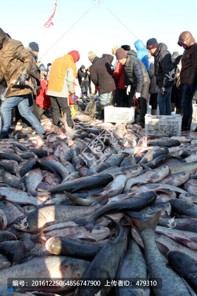 冬捕,捕魚