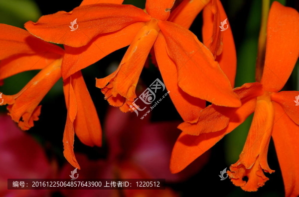 橙色的蘭花