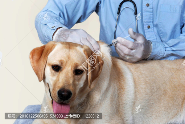 狗的疫苗接種