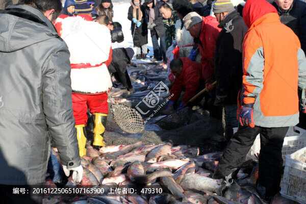 冬捕,捕魚,打凍網(wǎng)