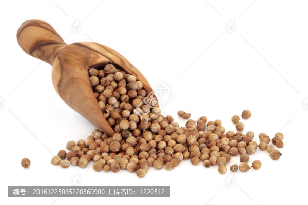 香菜種子
