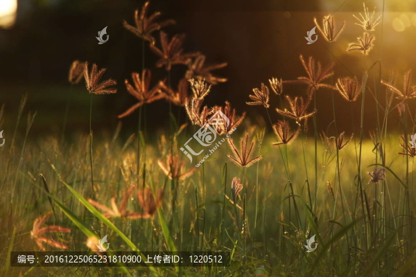 魔草