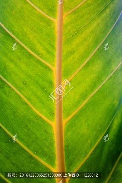 葉的紋理