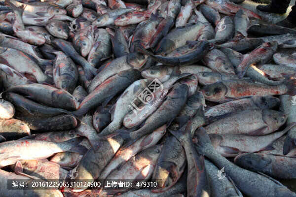 冬捕,捕魚,打凍網(wǎng)