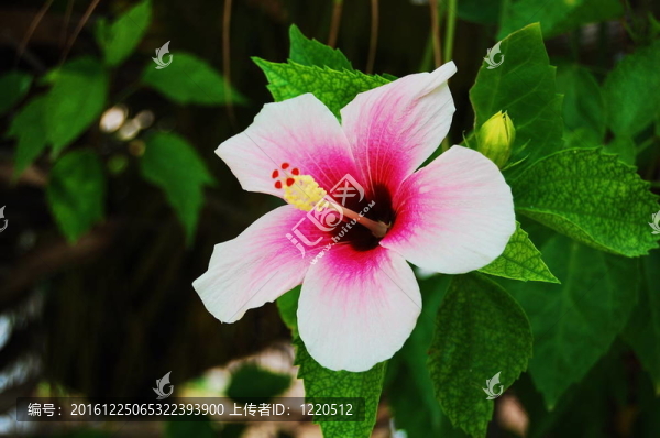 木槿
