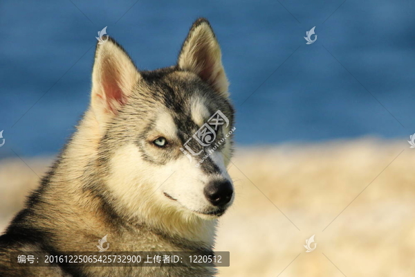 哈士基