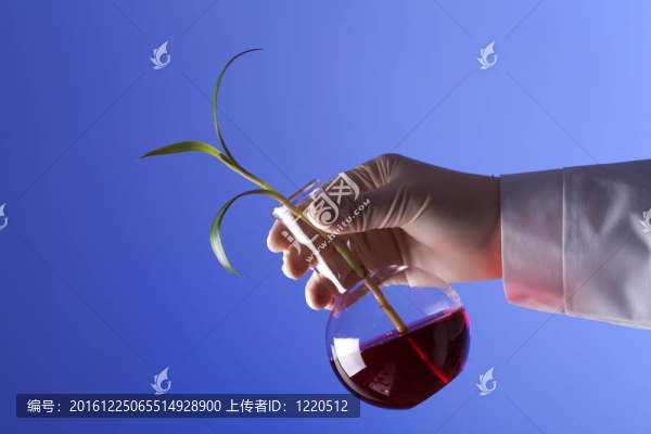 在綠色植物生物學(xué)實驗室