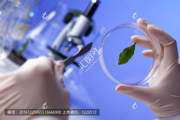在綠色植物生物學(xué)實驗室