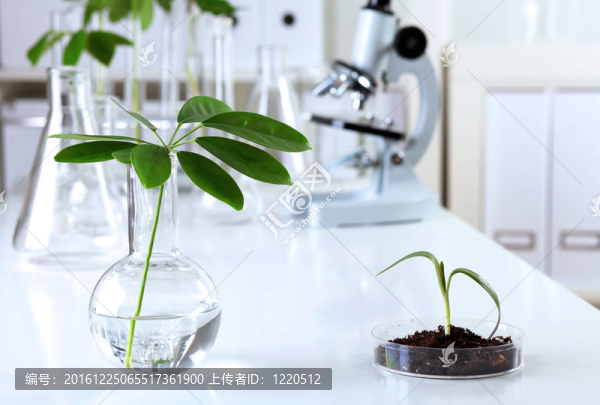 在綠色植物生物學(xué)實(shí)驗(yàn)室