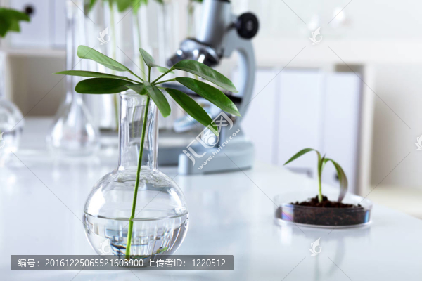 在綠色植物生物學(xué)實(shí)驗(yàn)室
