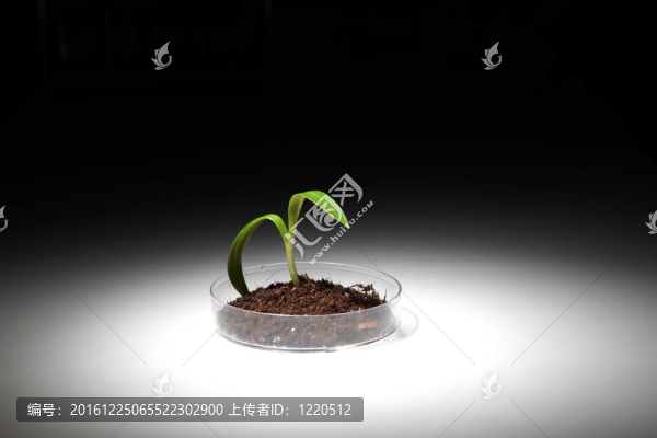 桌子上的綠色小植物