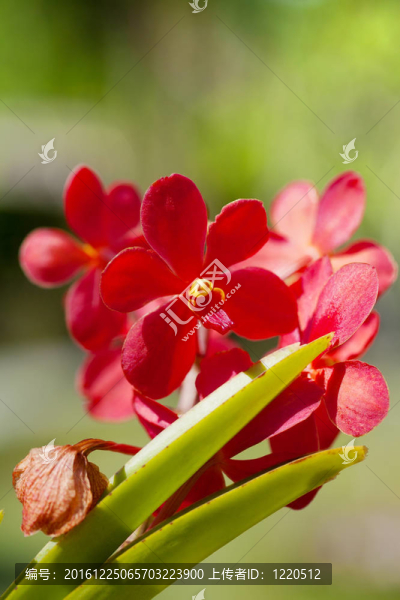 巴厘島上生長(zhǎng)的奇異蘭花