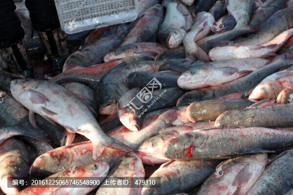 冬捕,捕魚,打凍網(wǎng),淡水魚