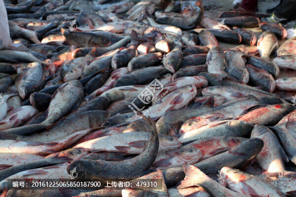 冬捕,捕魚