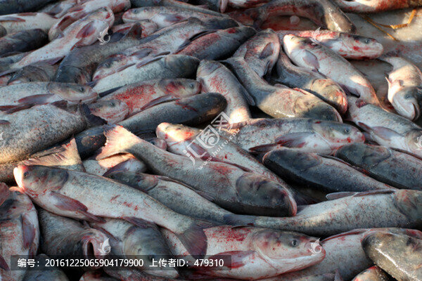 冬捕,捕魚,打凍網(wǎng)