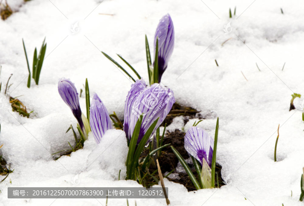 番紅花的紫羅蘭綻放的春天的花朵的雪