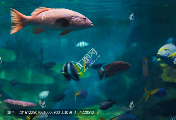 魚(yú)的學(xué)校