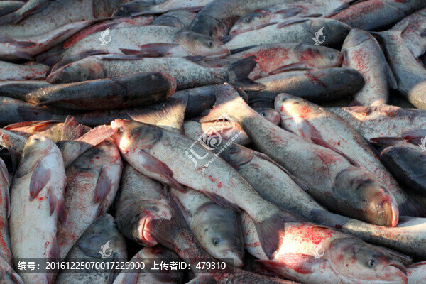冬捕,捕魚