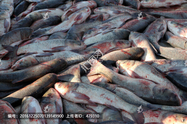 冬捕,捕魚,打凍網(wǎng)