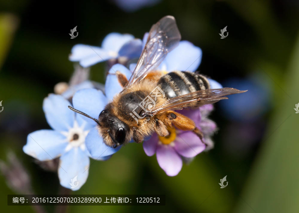 雌性蜂采