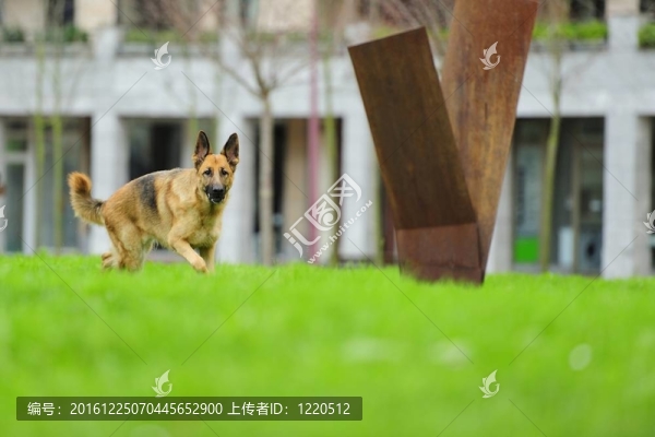 德國牧羊犬2？年
