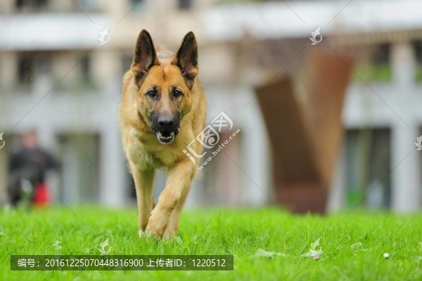 德國牧羊犬2？年
