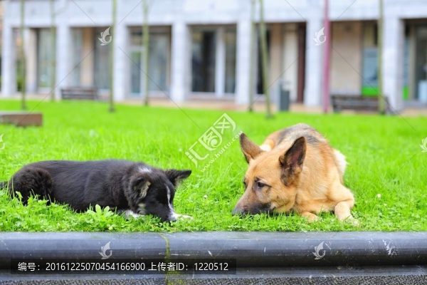 德國(guó)牧羊犬、邊境牧羊犬