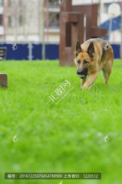德國牧羊犬2？年