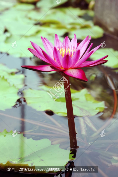 蓮花