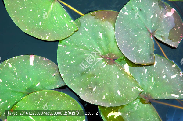 荷葉