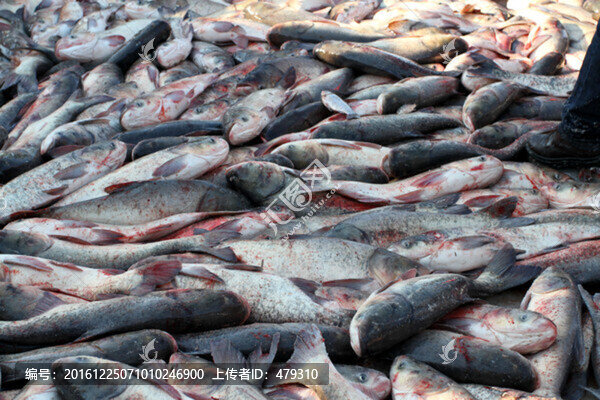 冬捕,捕魚(yú),打凍網(wǎng)