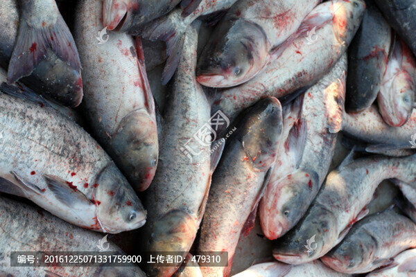 冬捕,捕魚