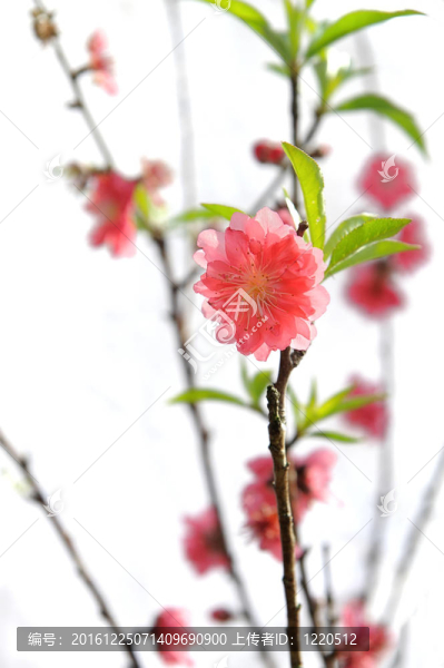 櫻花