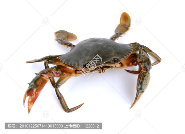 鮮蟹