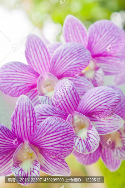 花園里的蘭花