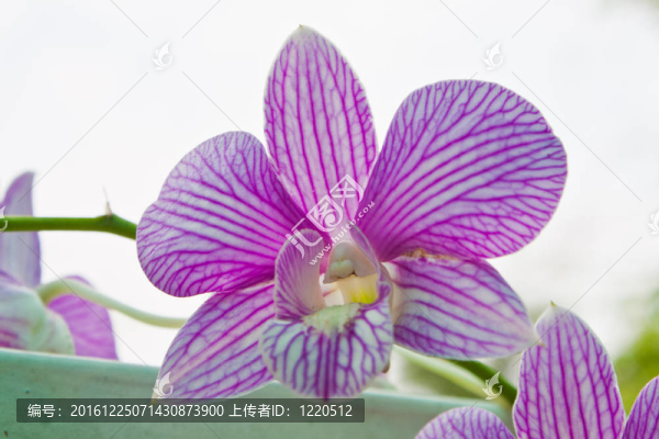 花園里的蘭花