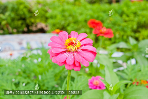 花園里的粉紅色花